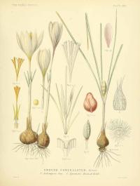 Zoom illustration crocus_cancellatus.jpg