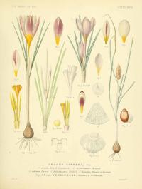Zoom illustration crocus_sieberi.jpg