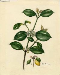 Zoom illustration garcinia_madruno.jpg