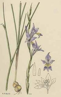 Zoom illustration gladiolus_permeabilis.jpg