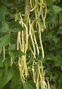 Zoom illustration haricot_rames_mangetout.jpg