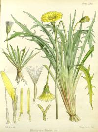 Zoom illustration microseris_scapigera.jpg