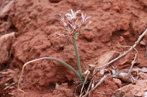 Zoom illustration oignon_desert.jpg