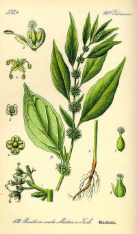 Zoom illustration parietaria_officinalis.jpg