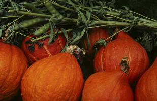 Zoom illustration potimarron.jpg