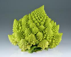 Zoom illustration romanesco.jpg
