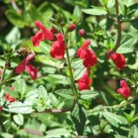 Zoom illustration salvia_microphylla_microphylla.jpg