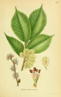 Zoom illustration ulmus_glabra.jpg