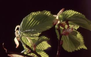 Zoom illustration ulmus_procera.jpg