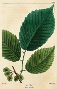 Zoom illustration ulmus_rubra.jpg