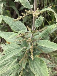 Zoom illustration urtica_holosericea.jpg