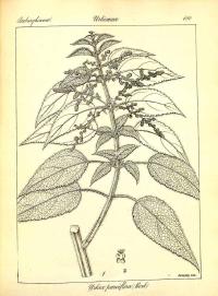 Zoom illustration urtica_parviflora.jpg