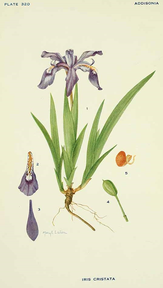 Illustration iris_cristata.jpg