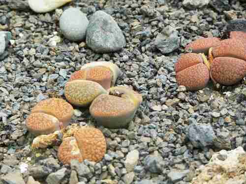 Illustration lithops_hookeri.jpg