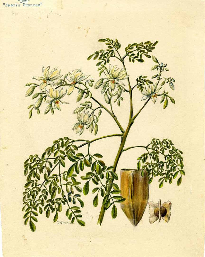 Illustration moringa.jpg