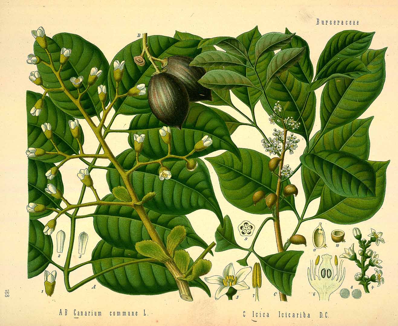 Illustration nangaille.jpg