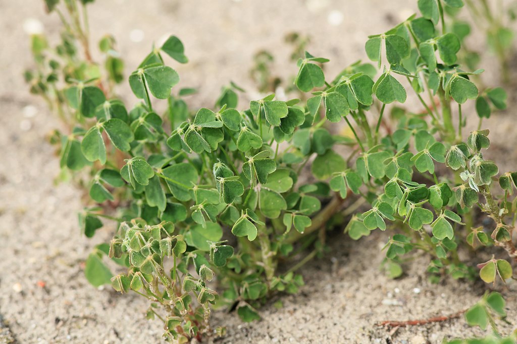 Illustration Oxalis tuberosa, Par Frank Vincentz, via wikimedia 