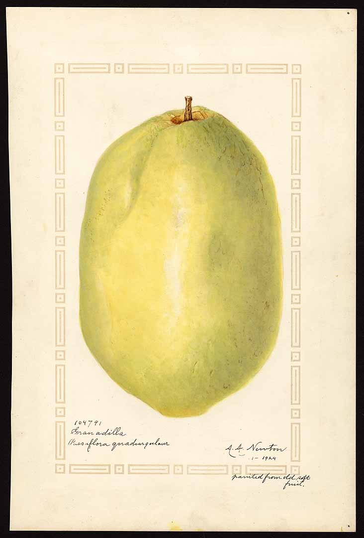 Illustration Passiflora quadrangularis, Par USDA Pomological Watercolor Collection (1872-1948)  t. 7403, via plantillustrations 