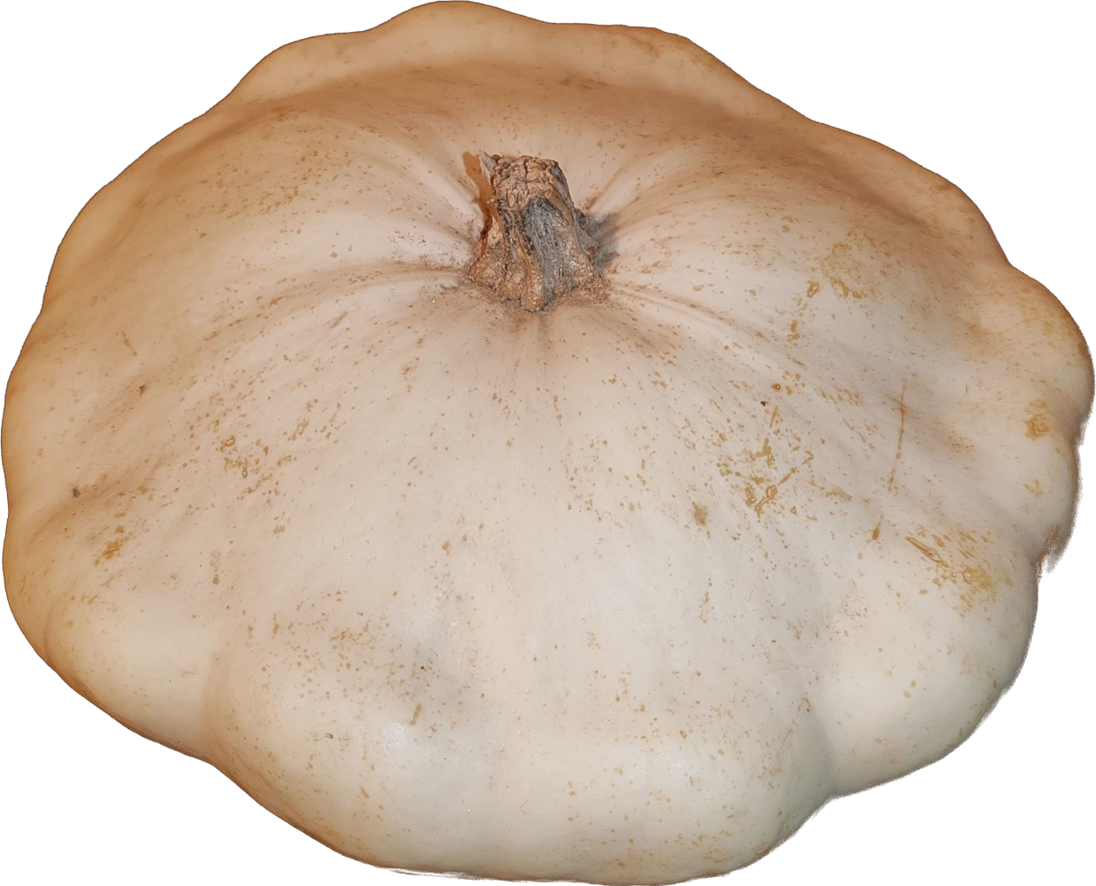 Illustration patisson_blanc2.png