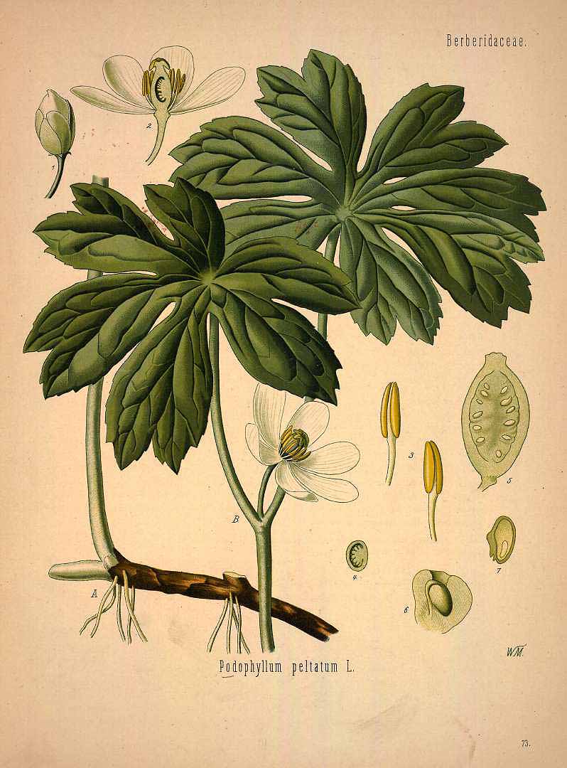 Illustration podophyllum_peltatum.jpg