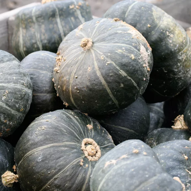 Illustration potimarron_vert_hokkaido.jpg