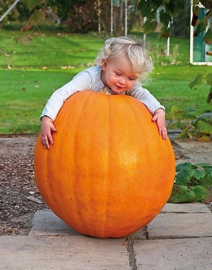 Illustration potiron_big_max.jpg