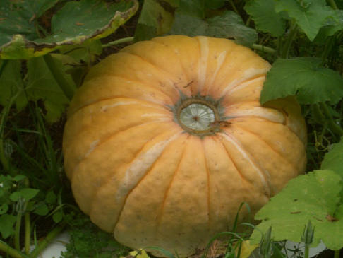 Illustration potiron_rond_col_vert.jpg