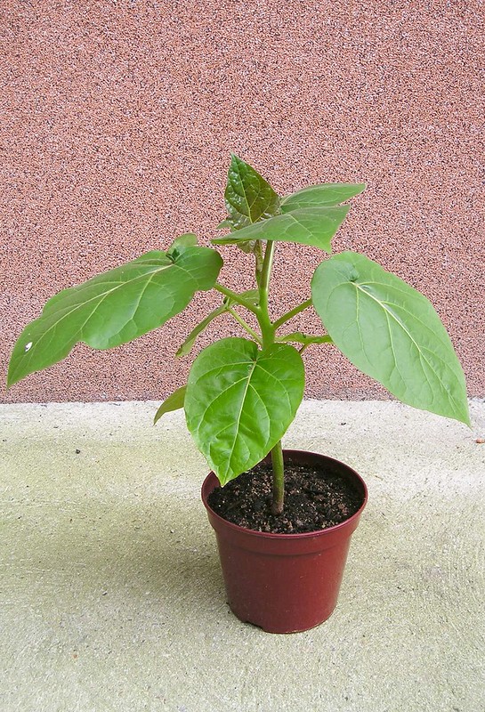 Illustration Solanum betaceum, Par Maja Dumat, via lepotager-demesreves 