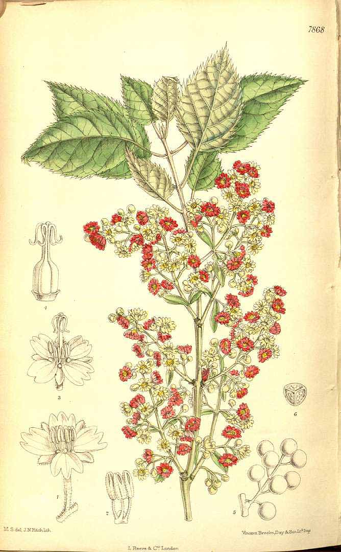Illustration wineberry.jpg