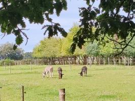 Miniature photo_23_1510