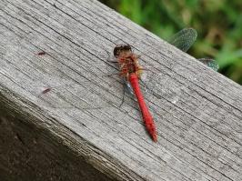 Miniature photo_23_1498