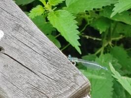 Miniature photo_23_1493