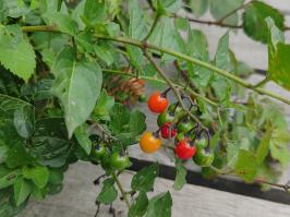 Miniature photo_23_1482
