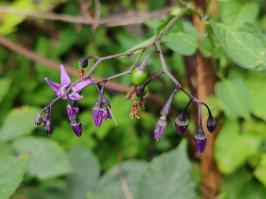Miniature photo_23_1480