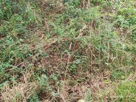 Miniature photo_23_1476
