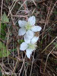 Miniature photo_23_1461