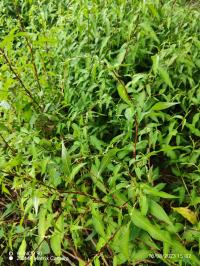 Miniature photo_23_1457