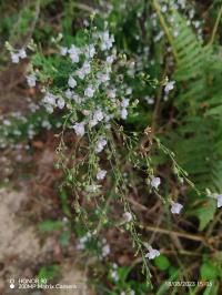 Miniature photo_23_1453