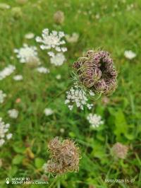 Miniature photo_23_1450