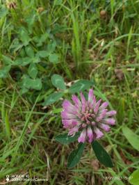 Miniature photo_23_1448