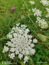 Miniature photo_23_1446