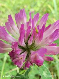 Miniature photo_23_1443