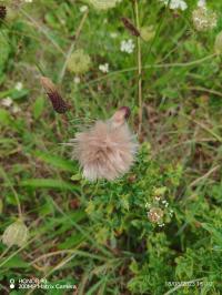 Miniature photo_23_1441