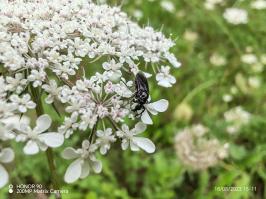 Miniature photo_23_1438