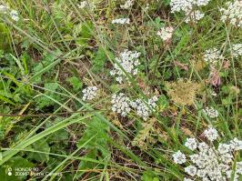 Miniature photo_23_1435