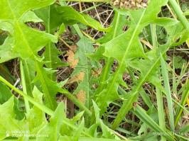 Miniature photo_23_1434