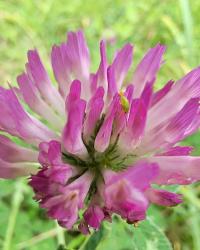 Miniature photo_23_1412