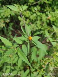 Miniature photo_23_1407