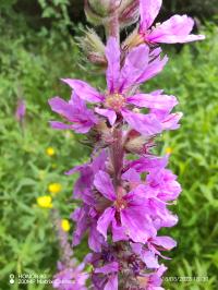 Miniature photo_23_1405