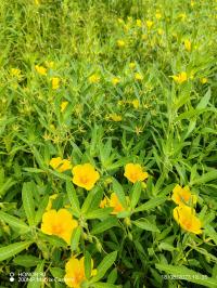 Miniature photo_23_1403